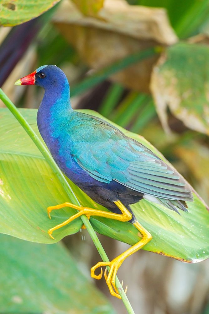 Florida-Wakodahatchee Wetlands Purple gallinule close-up